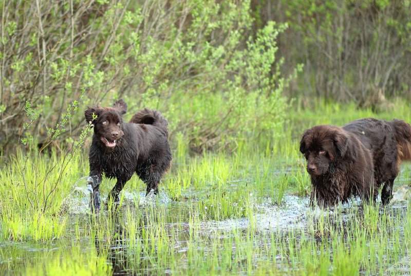 Фото: ньюфаундленд Сверкающая Гора Машаме (Sverkayuzhaya Gora Mashame), ньюфаундленд Наоми Таголири фор Браунблад (Naomi Tagoliri for Brouwnblood)