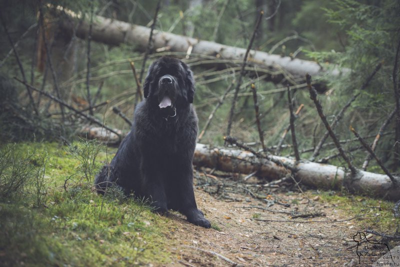 Фотография № 182032