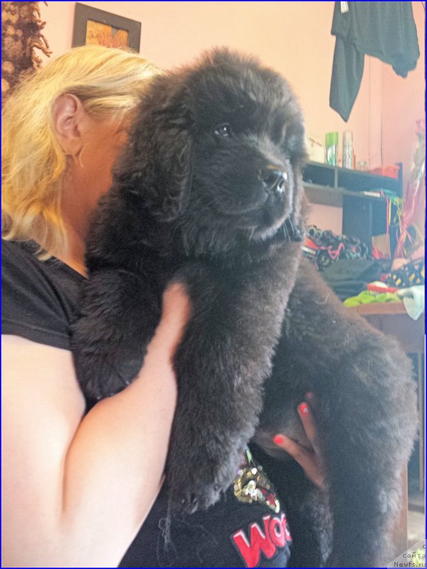 Фото: ньюфаундленд Ньюфорт Лапочка Дочка, её дочь Ньфорт Диана