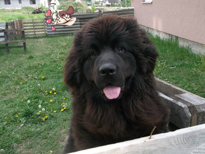 Фотография № 182036