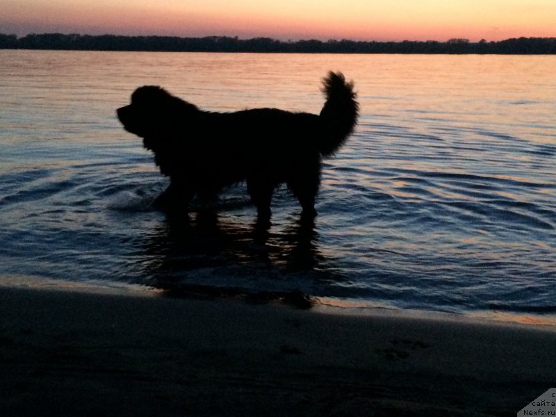 Фото: ньюфаундленд Бегущая по Волнам Чойс оф Фибоначчи (Begushaya po Volnam Choice of Fibonacci)