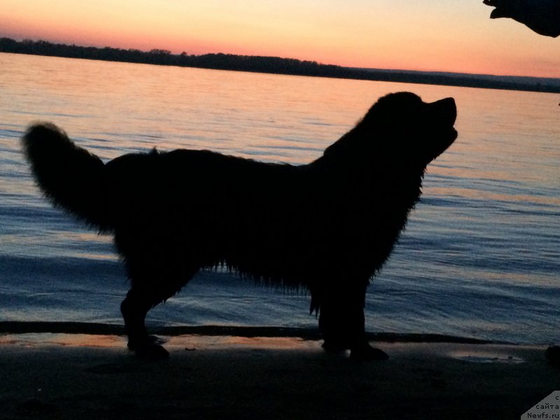 Фото: ньюфаундленд Бегущая по Волнам Чойс оф Фибоначчи (Begushaya po Volnam Choice of Fibonacci)