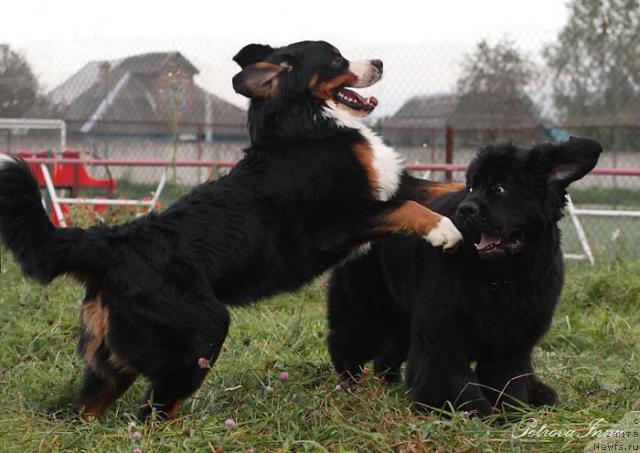 Фото: ньюфаундленд Жолли Вандерфулл из Медвежьего Яра (Zholli Wonderfull iz Medvejyego Yara), Дюрбахлер Клаб Экскалибур Орро