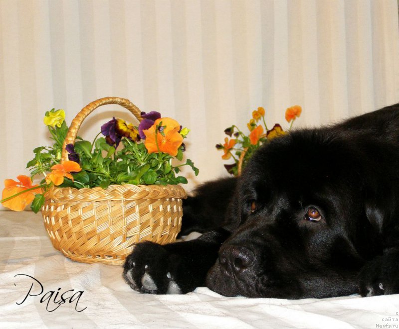 Фото: ньюфаундленд Черная Мафия Маубе Ше Вилл (Chernaya Mafia Maybe She Will)