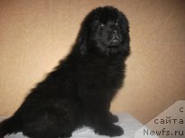 Фото: ньюфаундленд Василиса Прекрасная