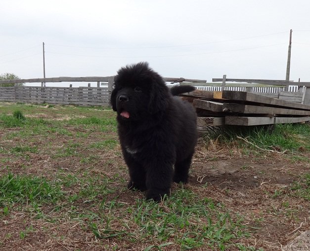 Фото: ньюфаундленд Кипер Соул Смайли для Ньюфорт