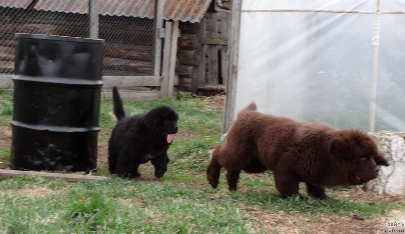 Фото: ньюфаундленд Кипер Соул Смайли для Ньюфорт, ньюфаундленд Ньюфорт Весна Любви