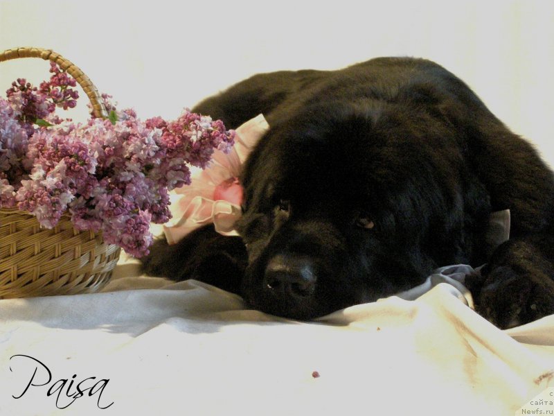 Фото: ньюфаундленд Черная Мафия Маубе Ше Вилл (Chernaya Mafia Maybe She Will)