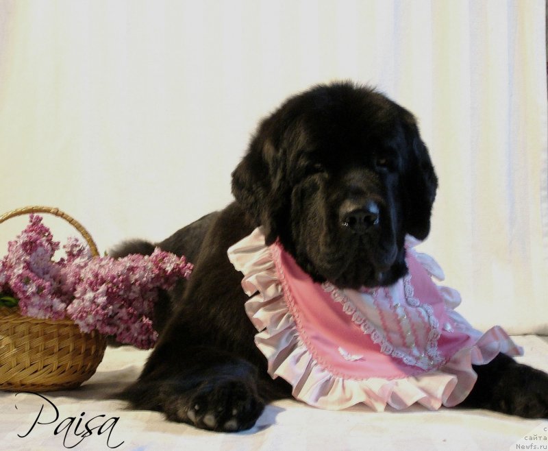 Фото: ньюфаундленд Черная Мафия Маубе Ше Вилл (Chernaya Mafia Maybe She Will)
