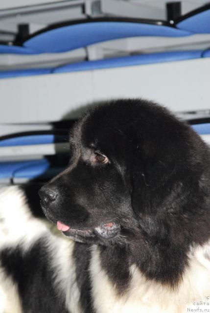 Фото: ньюфаундленд Плюшевая Панда Леди Гамильтон