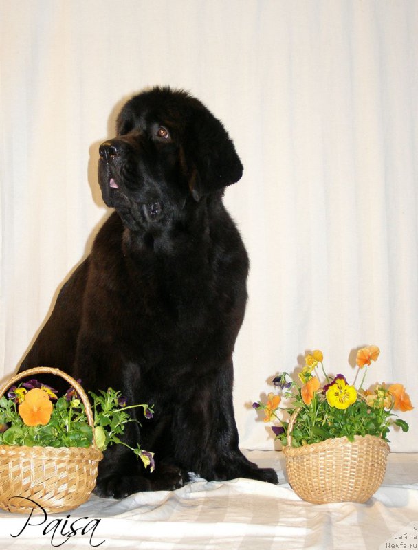 Фото: ньюфаундленд Черная Мафия Маубе Ше Вилл (Chernaya Mafia Maybe She Will)