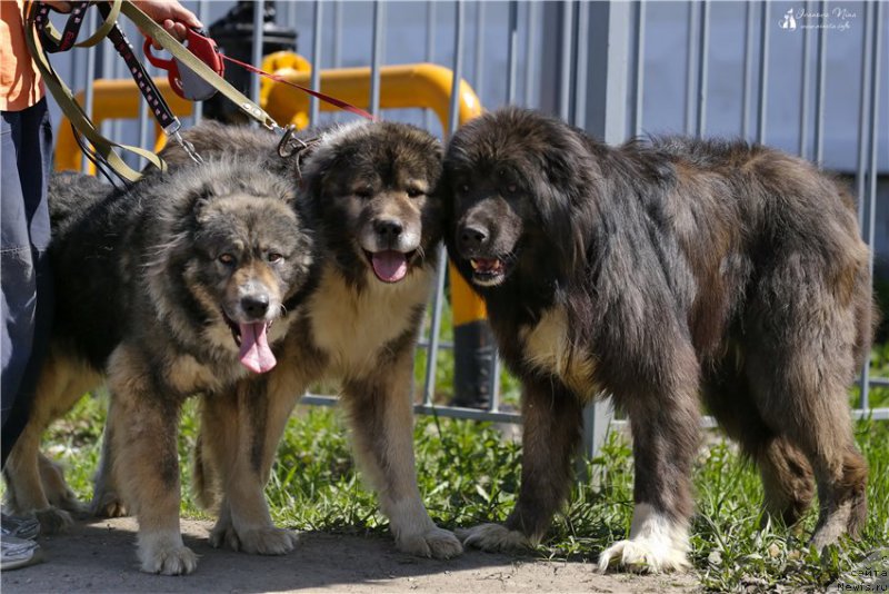 Фотография № 182053