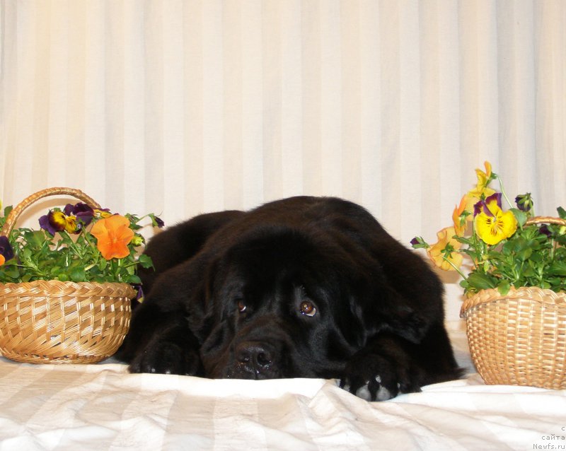 Фото: ньюфаундленд Черная Мафия Маубе Ше Вилл (Chernaya Mafia Maybe She Will)