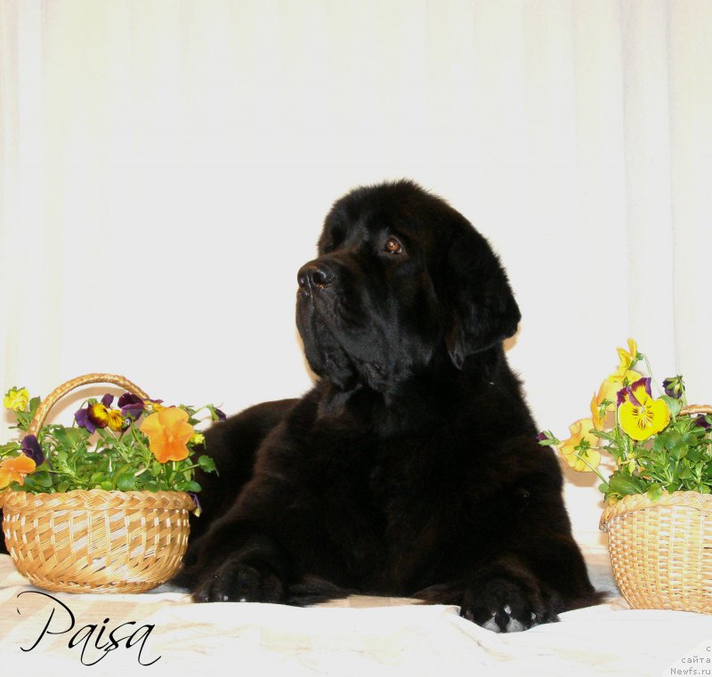 Фото: ньюфаундленд Черная Мафия Маубе Ше Вилл (Chernaya Mafia Maybe She Will)