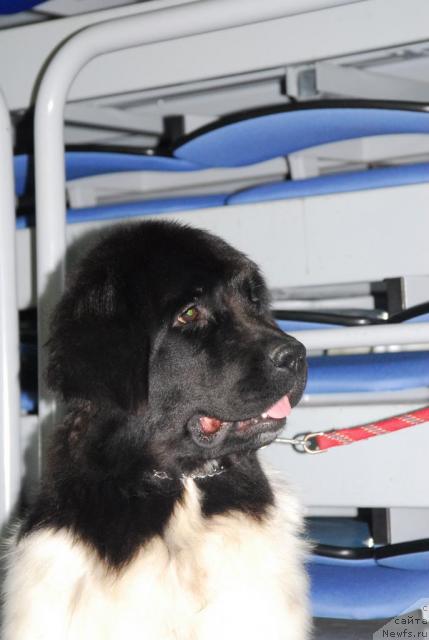 Фото: ньюфаундленд Плюшевая Панда Леди Гамильтон