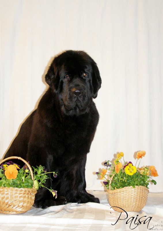 Фото: ньюфаундленд Черная Мафия Маубе Ше Вилл (Chernaya Mafia Maybe She Will)