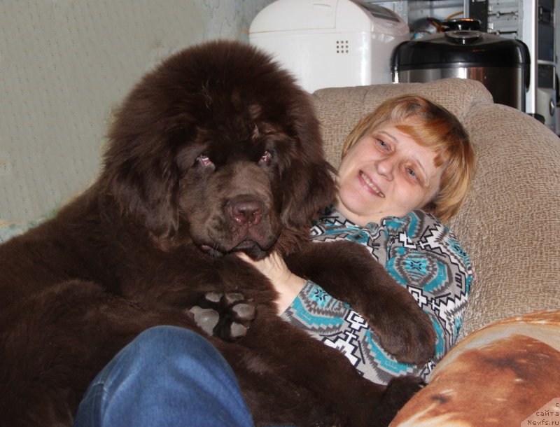 Фото: ньюфаундленд Ньюфорт Ваше Величество Брабус, Светлана Панченко