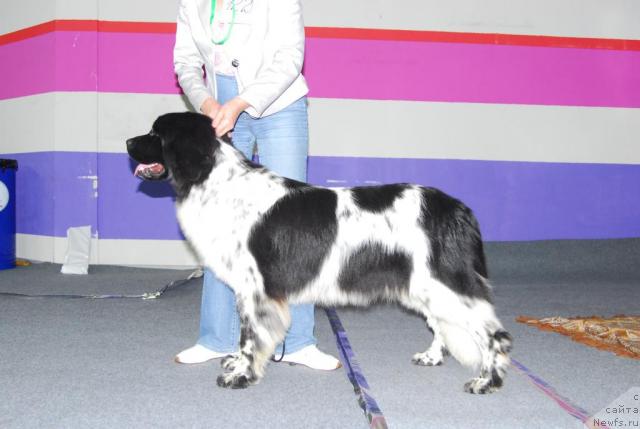 Фото: ньюфаундленд Плюшевая Панда Леди Гамильтон