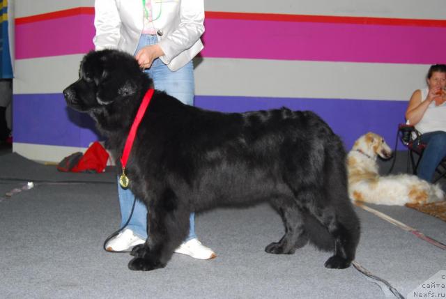 Фото: ньюфаундленд Плюшевая Панда Ванесса Мэй (Plushevaya Panda Vanessa Mey)