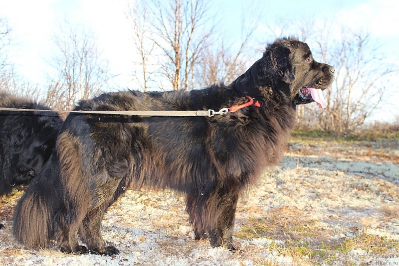 Фото: ньюфаундленд Ариель Принцесс оф зе Сии