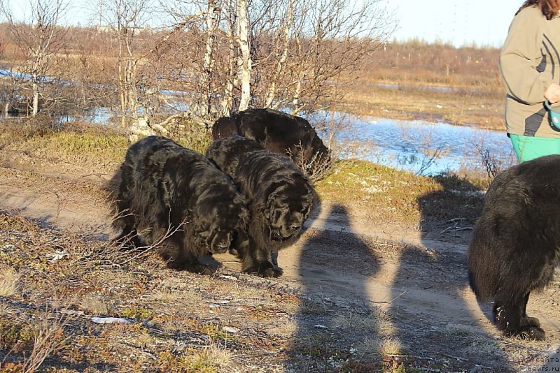 Фото: ньюфаундленд Neretum Tribe Xagrid, ньюфаундленд Янтарная Мечта