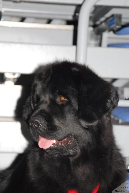 Фото: ньюфаундленд Плюшевая Панда Ванесса Мэй (Plushevaya Panda Vanessa Mey)