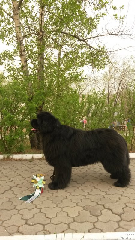 Фото: ньюфаундленд Мистер Форте Импрессионе (Mister Forte Impressione)