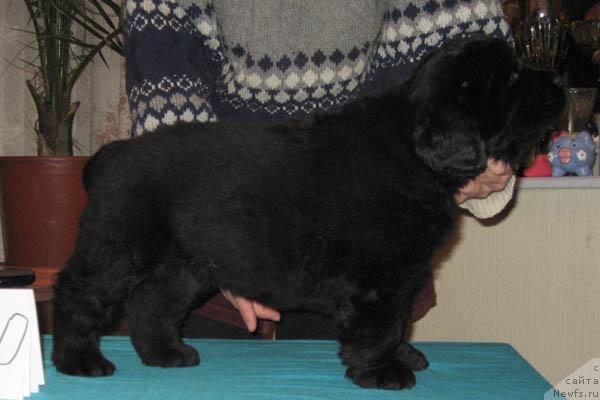 Фото: ньюфаундленд Импозантный Мужчина с Берега Дона