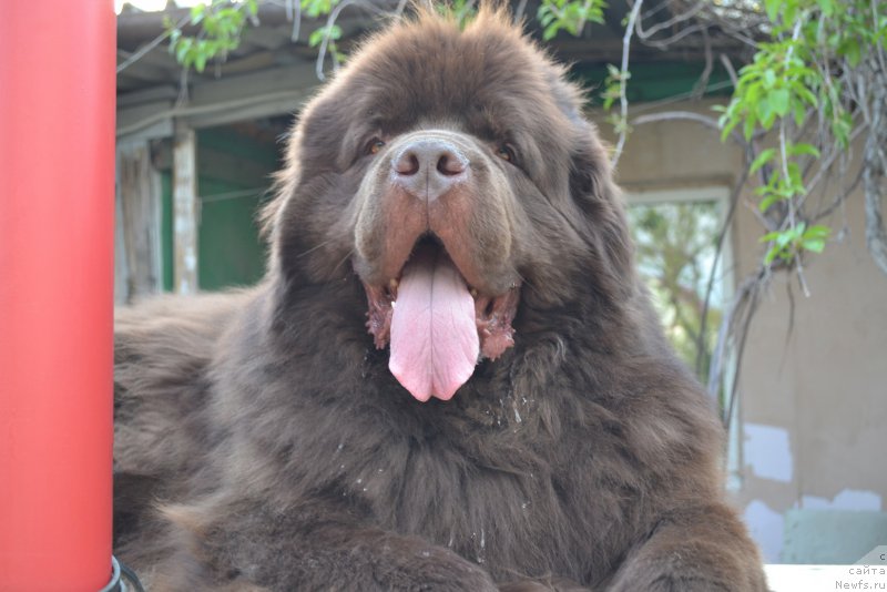Фото: ньюфаундленд Акватория Келвин Риверданс (Aquatoriya Kelvin Riverdance)
