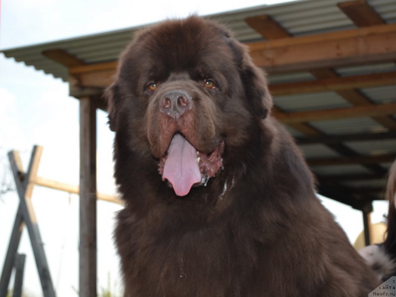 Фото: ньюфаундленд Акватория Келвин Риверданс (Aquatoriya Kelvin Riverdance)