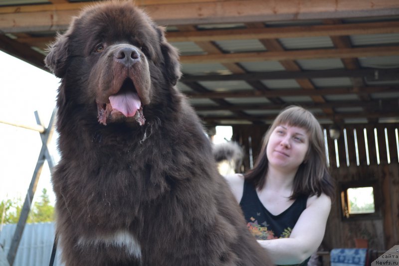 Фото: ньюфаундленд Акватория Келвин Риверданс (Aquatoriya Kelvin Riverdance)