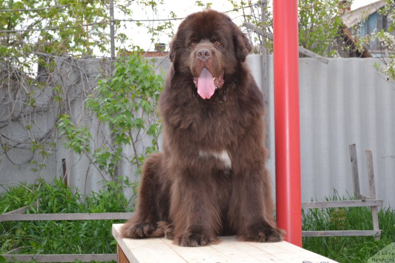 Фото: ньюфаундленд Акватория Келвин Риверданс (Aquatoriya Kelvin Riverdance)