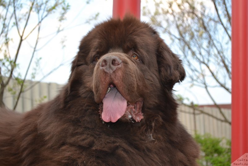 Фото: ньюфаундленд Акватория Келвин Риверданс (Aquatoriya Kelvin Riverdance)