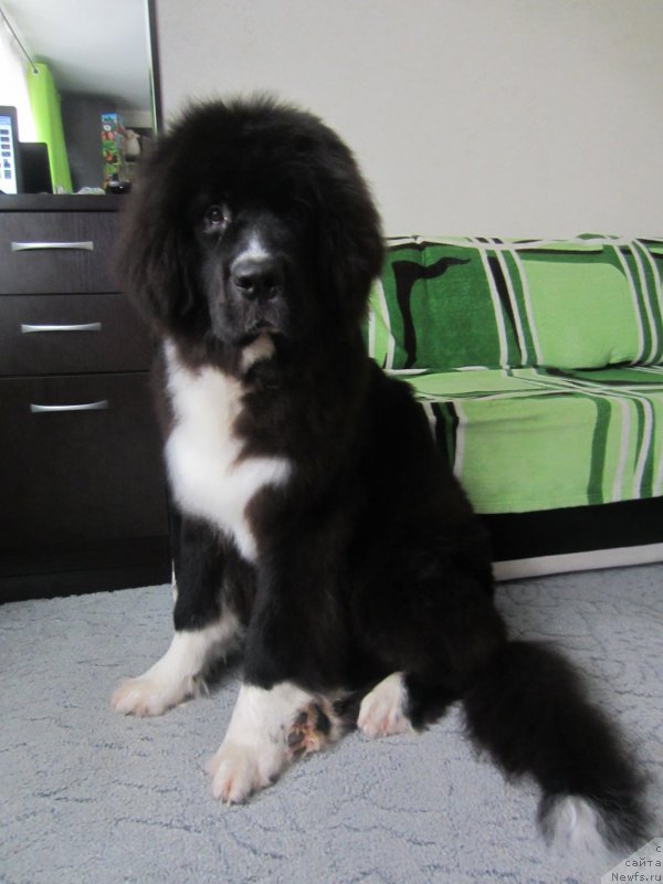 Фото: ньюфаундленд Флюфи Аваланч Абсент