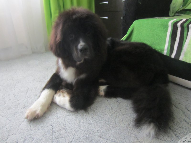 Фото: ньюфаундленд Флюфи Аваланч Абсент