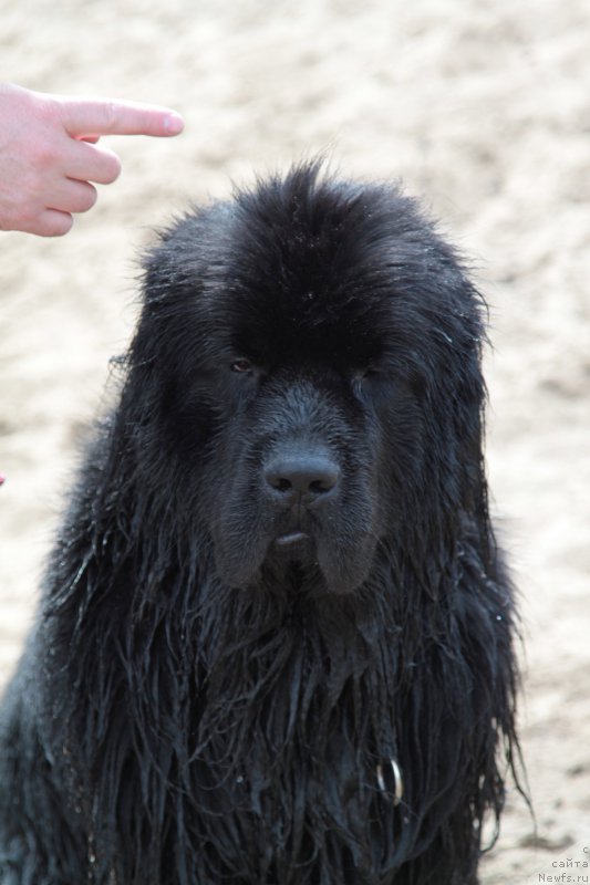 Фото: ньюфаундленд Фанньюф Граф Де Ла Фер