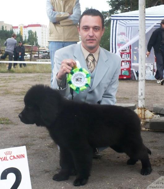 Фото: ньюфаундленд Элегия Моря