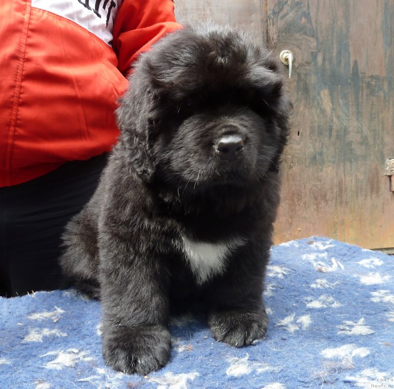 Фото: ньюфаундленд Супер Премиум Тюдор Оуэн