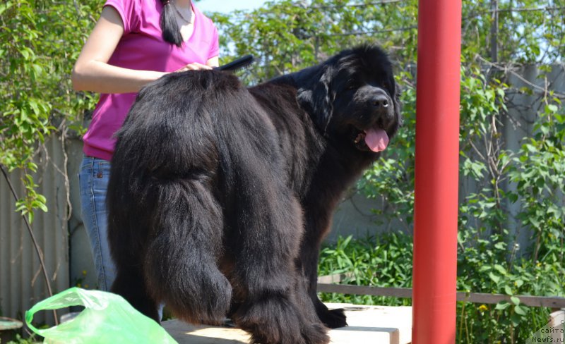 Фото: ньюфаундленд Талисман Моря Манящая Стихия