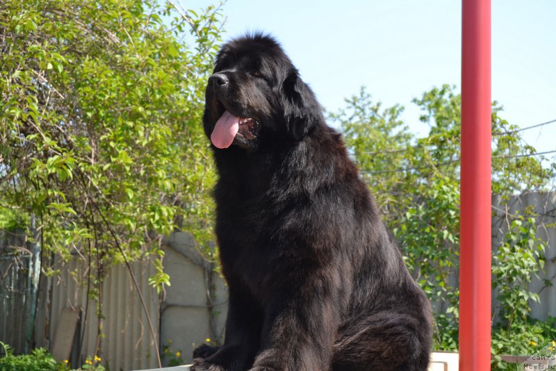 Фото: ньюфаундленд Талисман Моря Манящая Стихия