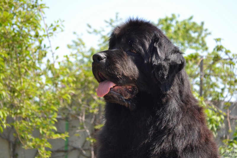 Фото: ньюфаундленд Талисман Моря Манящая Стихия