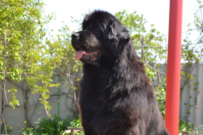 Фото: ньюфаундленд Талисман Моря Манящая Стихия