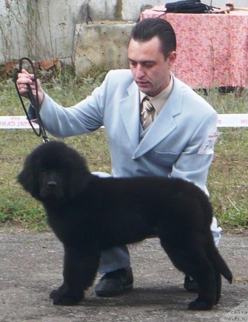 Фото: ньюфаундленд Элегия Моря