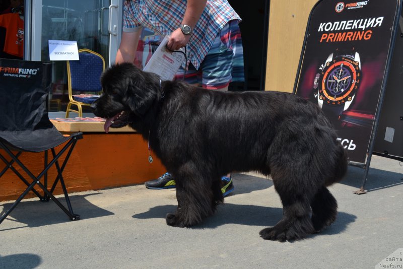 Фото: ньюфаундленд Талисман Моря Манящая Стихия