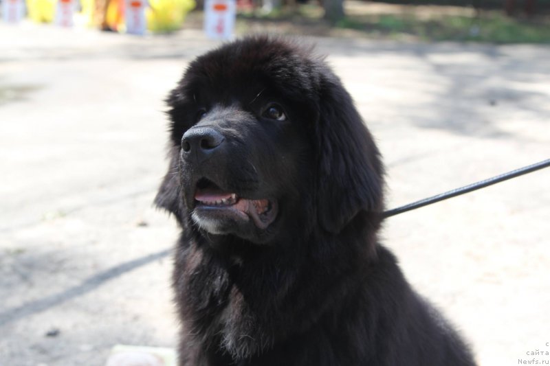 Фотография № 182172