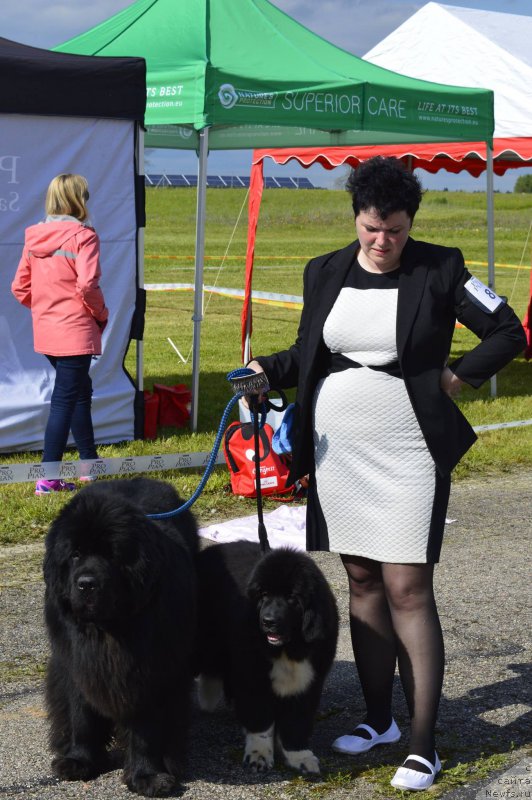 Фото: ньюфаундленд Freja From Kyiv Super Mishka