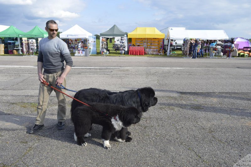 Фото: ньюфаундленд Freja From Kyiv Super Mishka