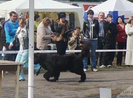 Фото: ньюфаундленд Отрада Моя от Сибирского Медведя