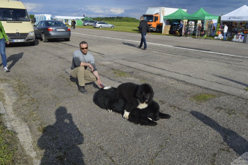 Фото: ньюфаундленд Freja From Kyiv Super Mishka