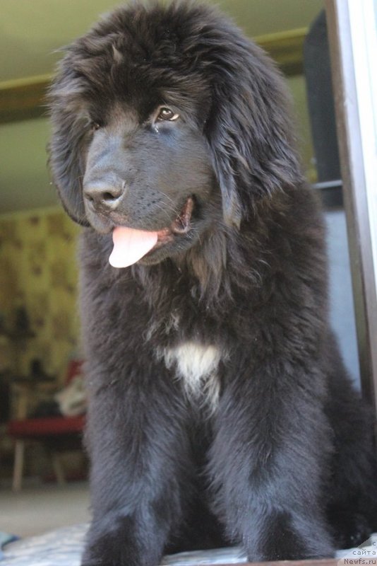 Фото: ньюфаундленд Florentina Bella Mia Super Mishka